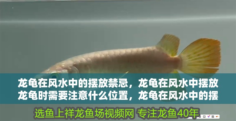 龍龜在風水中的擺放禁忌，龍龜在風水中擺放龍龜時需要注意什么位置，龍龜在風水中的擺放禁忌