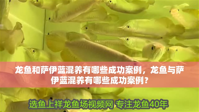 龍魚和薩伊藍混養有哪些成功案例，龍魚與薩伊藍混養有哪些成功案例？