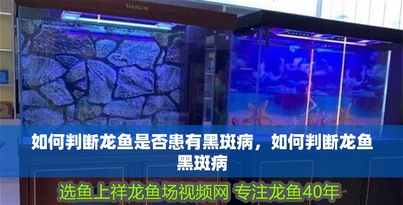 如何判斷龍魚是否患有黑斑病，如何判斷龍魚黑斑病