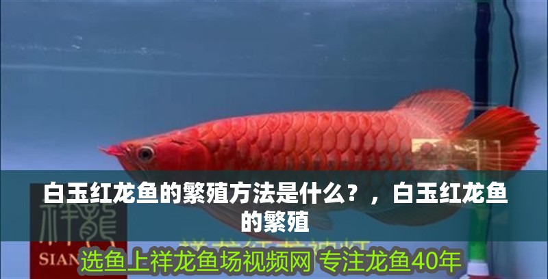 白玉紅龍魚的繁殖方法是什么？，白玉紅龍魚的繁殖