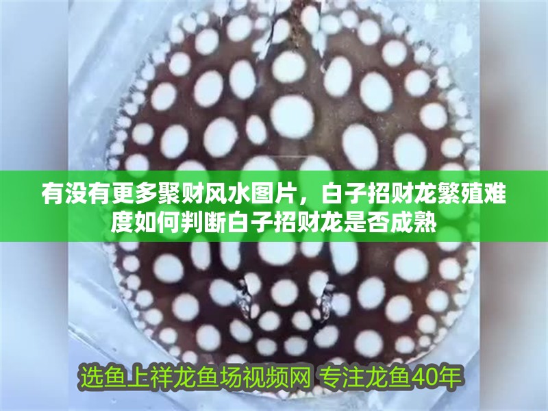 有沒(méi)有更多聚財(cái)風(fēng)水圖片，白子招財(cái)龍繁殖難度如何判斷白子招財(cái)龍是否成熟