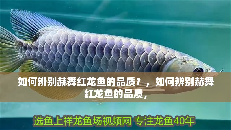 如何辨別赫舞紅龍魚的品質？，如何辨別赫舞紅龍魚的品質，