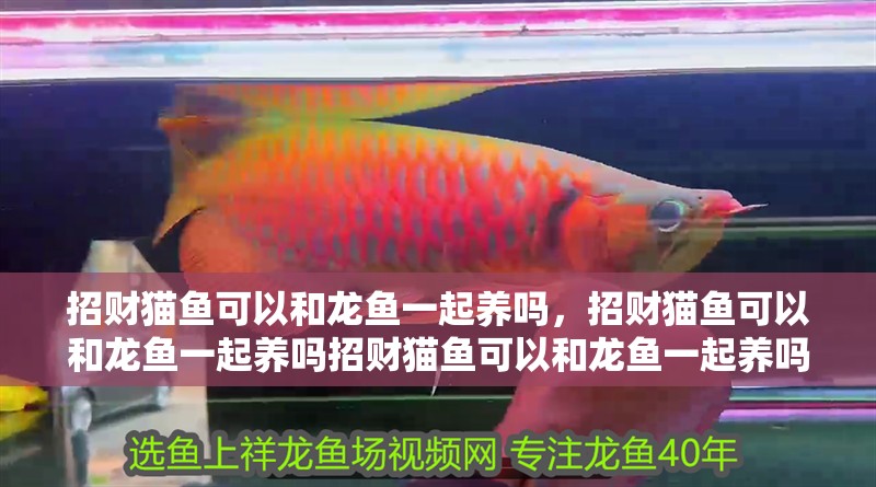 招財貓魚可以和龍魚一起養(yǎng)嗎，招財貓魚可以和龍魚一起養(yǎng)嗎招財貓魚可以和龍魚一起養(yǎng)嗎