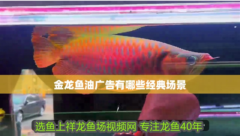 金龍魚油廣告有哪些經典場景