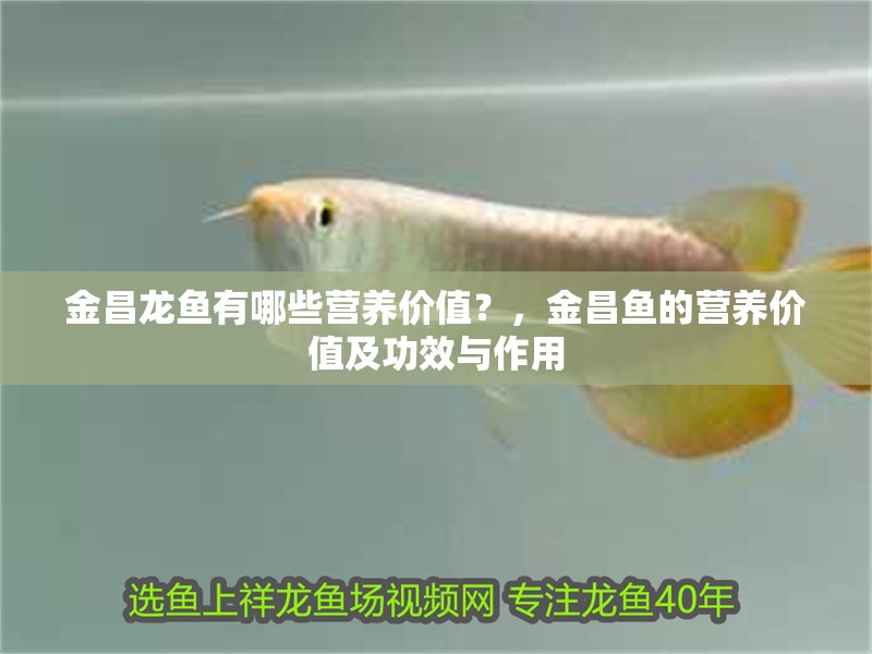 金昌龍魚有哪些營養價值？，金昌魚的營養價值及功效與作用