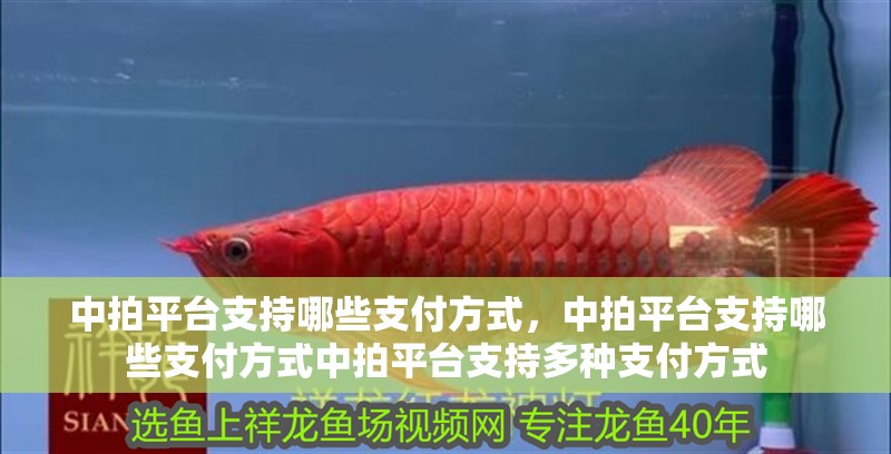 中拍平臺(tái)支持哪些支付方式，中拍平臺(tái)支持哪些支付方式中拍平臺(tái)支持多種支付方式