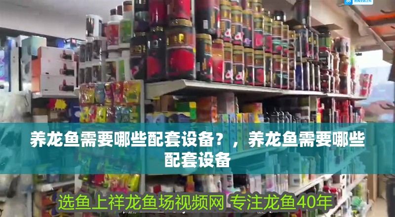 養龍魚需要哪些配套設備？，養龍魚需要哪些配套設備