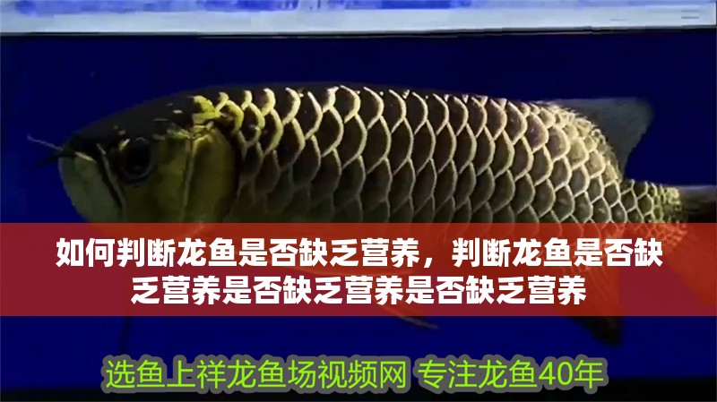 如何判斷龍魚是否缺乏營養，判斷龍魚是否缺乏營養是否缺乏營養是否缺乏營養