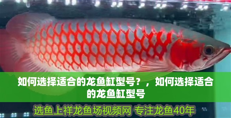 如何選擇適合的龍魚缸型號？，如何選擇適合的龍魚缸型號