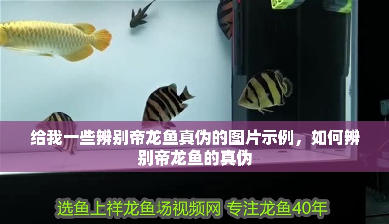 給我一些辨別帝龍魚真偽的圖片示例，如何辨別帝龍魚的真偽