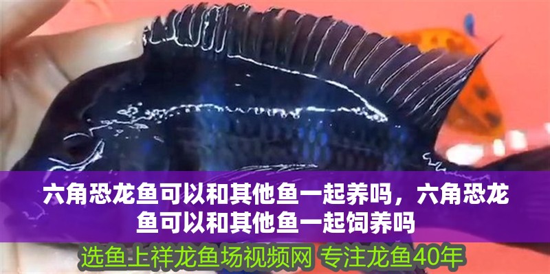 六角恐龍魚可以和其他魚一起養嗎，六角恐龍魚可以和其他魚一起飼養嗎
