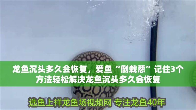 龍魚沉頭多久會恢復，愛魚“倒栽蔥”記住3個方法輕松解決龍魚沉頭多久會恢復