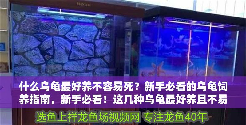 什么烏龜最好養不容易死？新手必看的烏龜飼養指南，新手必看！這幾種烏龜最好養且不易死，飼養指南全解析 什么烏龜最好養不容易死？新手必看的烏龜飼養指南，新手必看！這幾種烏龜最好養且不易死，飼養指南全解析 龍魚百科 第1張