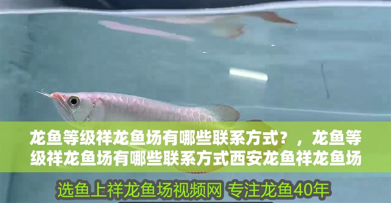 龍魚等級祥龍魚場有哪些聯系方式？，龍魚等級祥龍魚場有哪些聯系方式西安龍魚祥龍魚場聯系方式
