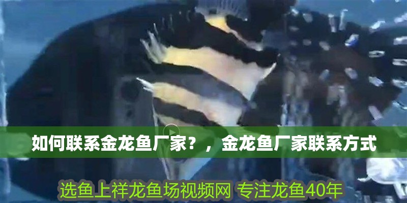 如何聯系金龍魚廠家？，金龍魚廠家聯系方式