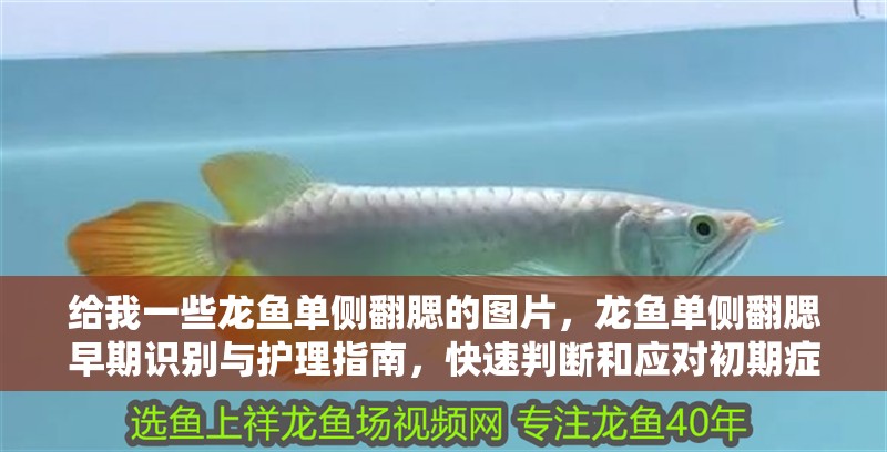 給我一些龍魚單側翻腮的圖片，龍魚單側翻腮早期識別與護理指南，快速判斷和應對初期癥狀