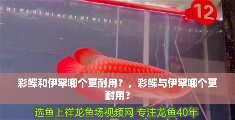 彩鰈和伊罕哪個更耐用？，彩鰈與伊罕哪個更耐用？