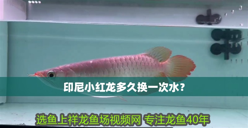 印尼小紅龍多久換一次水？