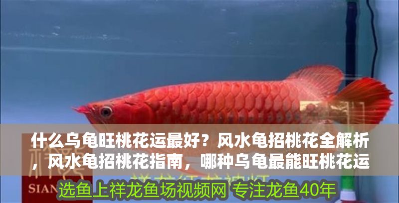 什么烏龜旺桃花運最好？風水龜招桃花全解析，風水龜招桃花指南，哪種烏龜最能旺桃花運？