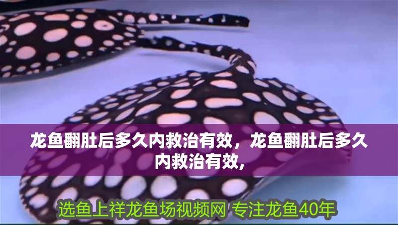 龍魚翻肚后多久內(nèi)救治有效，龍魚翻肚后多久內(nèi)救治有效,