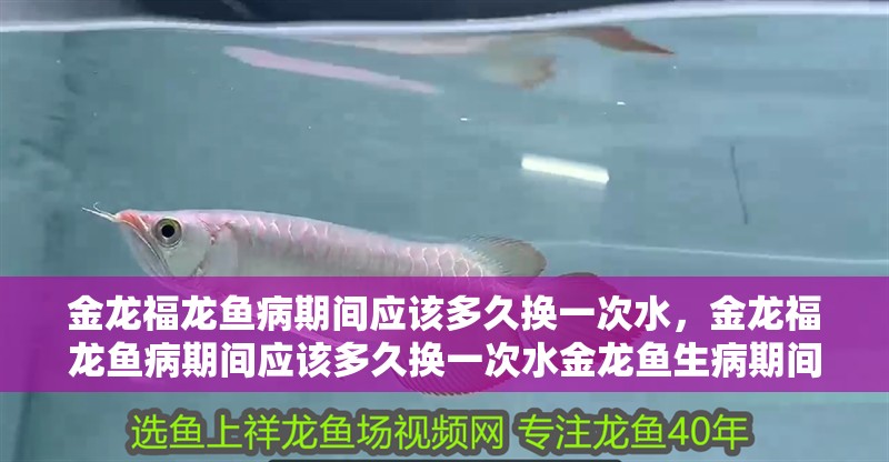 金龍福龍魚病期間應該多久換一次水，金龍福龍魚病期間應該多久換一次水金龍魚生病期間換水的核心原則