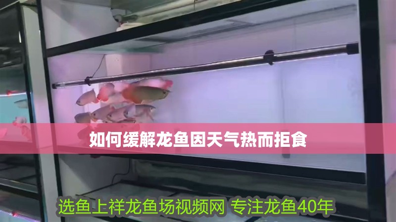 如何緩解龍魚因天氣熱而拒食
