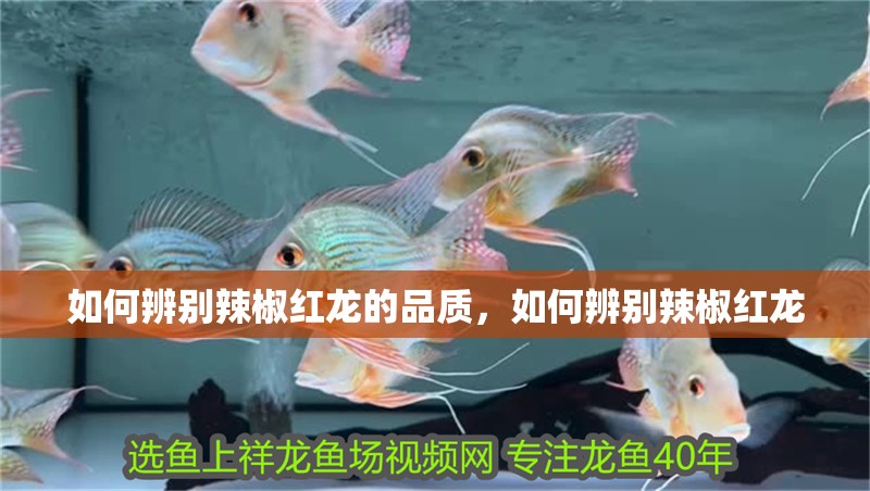 如何辨別辣椒紅龍的品質(zhì)，如何辨別辣椒紅龍