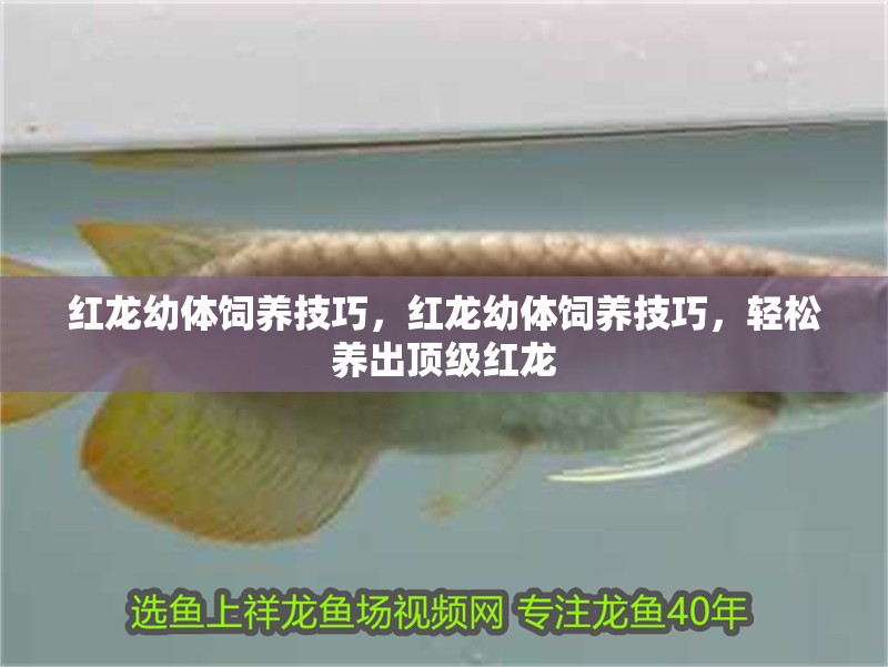 紅龍幼體飼養(yǎng)技巧，紅龍幼體飼養(yǎng)技巧，輕松養(yǎng)出頂級紅龍