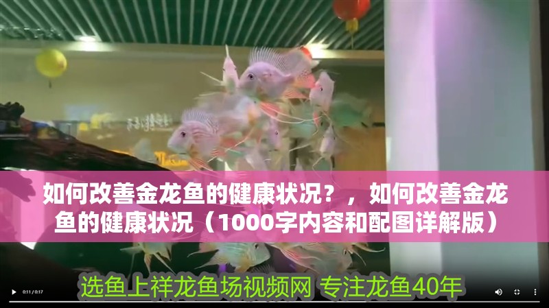 如何改善金龍魚的健康狀況？，如何改善金龍魚的健康狀況（1000字內(nèi)容和配圖詳解版）