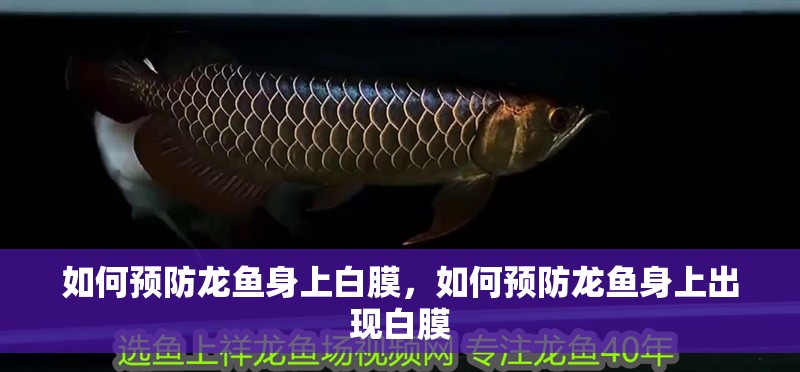 如何預防龍魚身上白膜，如何預防龍魚身上出現白膜