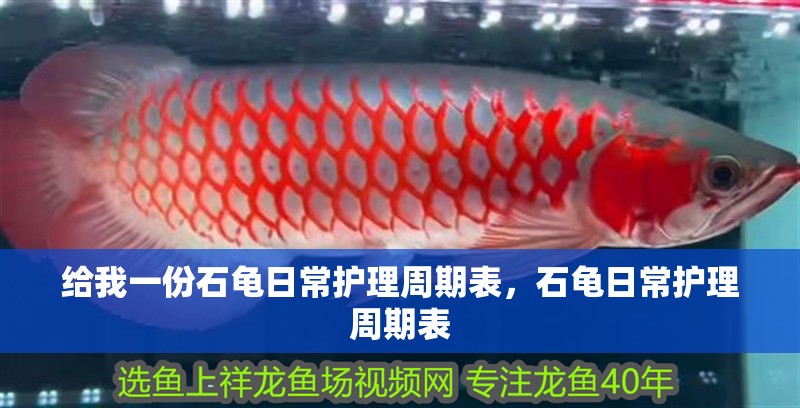 給我一份石龜日常護(hù)理周期表，石龜日常護(hù)理周期表