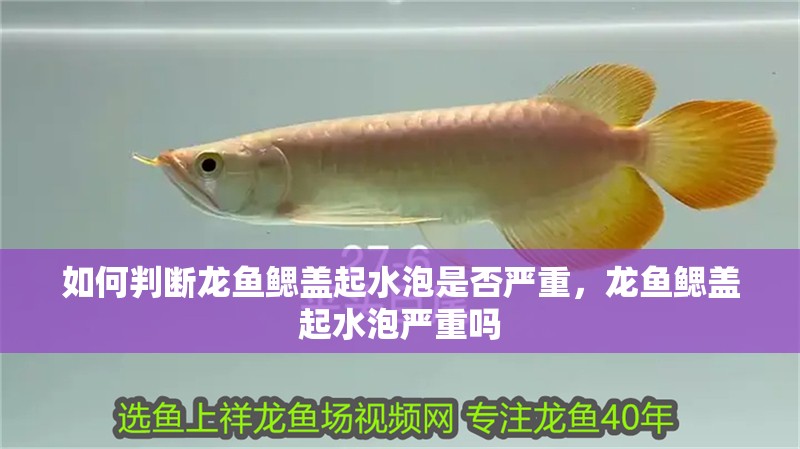 如何判斷龍魚鰓蓋起水泡是否嚴重，龍魚鰓蓋起水泡嚴重嗎