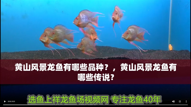 黃山風景龍魚有哪些品種？，黃山風景龍魚有哪些傳說？