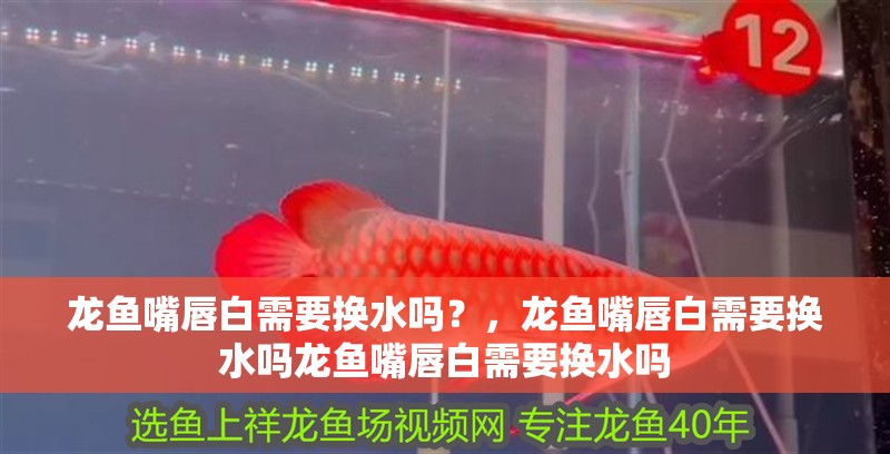 龍魚(yú)嘴唇白需要換水嗎？，龍魚(yú)嘴唇白需要換水嗎龍魚(yú)嘴唇白需要換水嗎