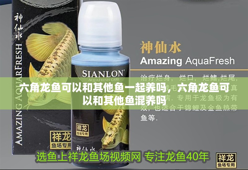 六角龍魚可以和其他魚一起養嗎，六角龍魚可以和其他魚混養嗎