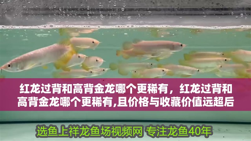 紅龍過背和高背金龍哪個更稀有，紅龍過背和高背金龍哪個更稀有,且價格與收藏價值遠超后者