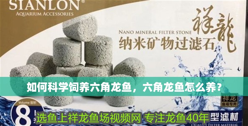 如何科學飼養六角龍魚，六角龍魚怎么養？