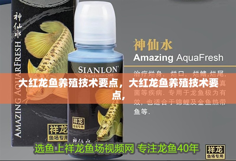 大紅龍魚養殖技術要點，大紅龍魚養殖技術要點,