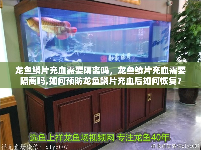 龍魚(yú)鱗片充血需要隔離嗎，龍魚(yú)鱗片充血需要隔離嗎,如何預(yù)防龍魚(yú)鱗片充血后如何恢復(fù)？