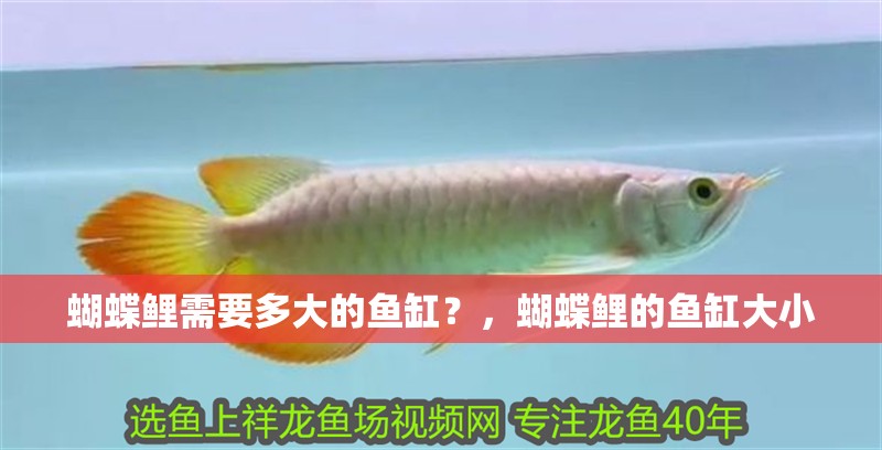 蝴蝶鯉需要多大的魚缸？，蝴蝶鯉的魚缸大小