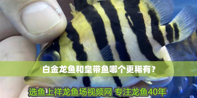 白金龍魚和皇帶魚哪個更稀有？