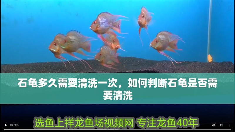 石龜多久需要清洗一次，如何判斷石龜是否需要清洗