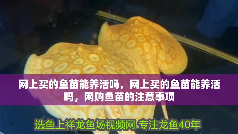 網(wǎng)上買(mǎi)的魚(yú)苗能養(yǎng)活嗎，網(wǎng)上買(mǎi)的魚(yú)苗能養(yǎng)活嗎，網(wǎng)購(gòu)魚(yú)苗的注意事項(xiàng)