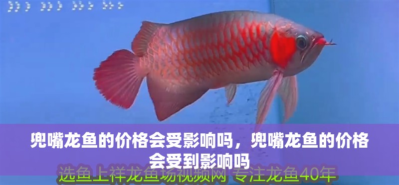 兜嘴龍魚的價格會受影響嗎，兜嘴龍魚的價格會受到影響嗎
