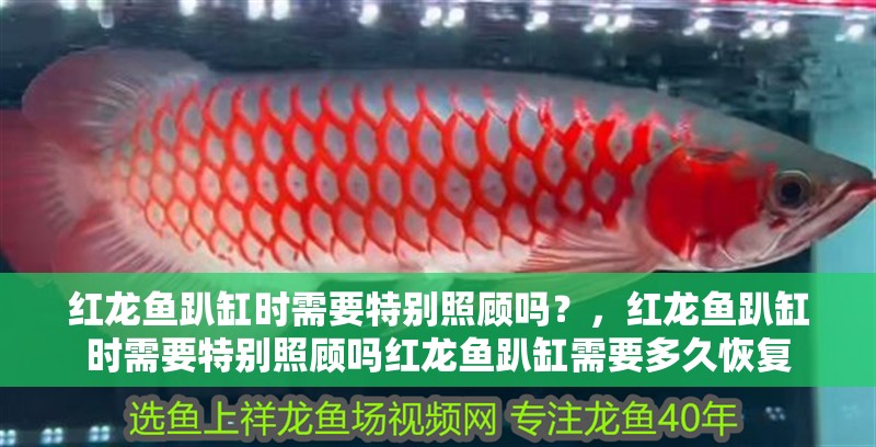 紅龍魚趴缸時需要特別照顧嗎？，紅龍魚趴缸時需要特別照顧嗎紅龍魚趴缸需要多久恢復