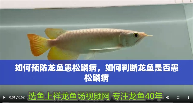如何預防龍魚患松鱗病，如何判斷龍魚是否患松鱗病