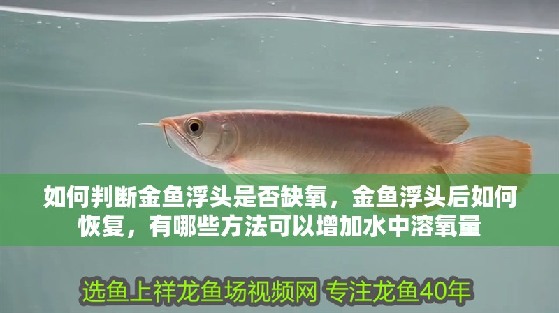 如何判斷金魚浮頭是否缺氧，金魚浮頭后如何恢復，有哪些方法可以增加水中溶氧量