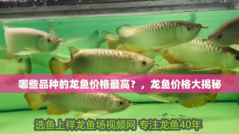 哪些品種的龍魚價格最高？，龍魚價格大揭秘