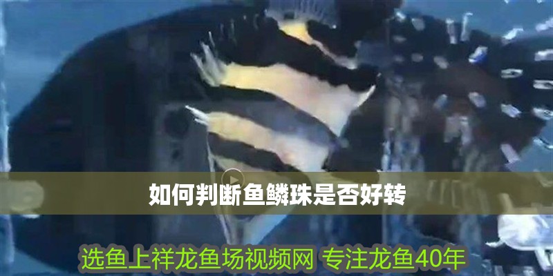 如何判斷魚鱗珠是否好轉(zhuǎn)