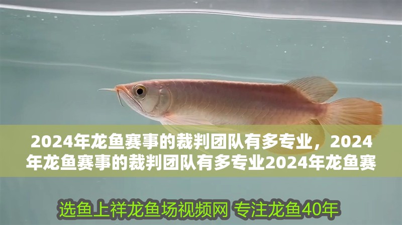2024年龍魚賽事的裁判團隊有多專業，2024年龍魚賽事的裁判團隊有多專業2024年龍魚賽事的裁判團隊